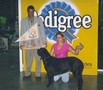 In Memorian - Fila Brasileiro Preto - Canil Singular - Globeleza